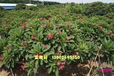 红花鸡蛋花
