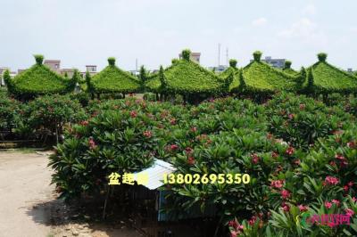 红花鸡蛋花
