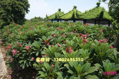 红花鸡蛋花